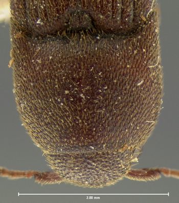 Media type: image;   Entomology 33776 Aspect: pronotum dorsal